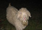 IMG 0593