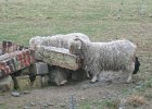 IMG 0634