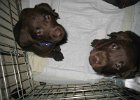 Puppies2
