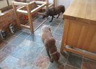 IMG 0150  The dogs like investigating the frames for the kitchen (perhaps in the hope of food)
